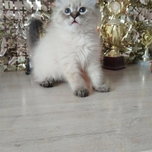 Siberian REZ Holli