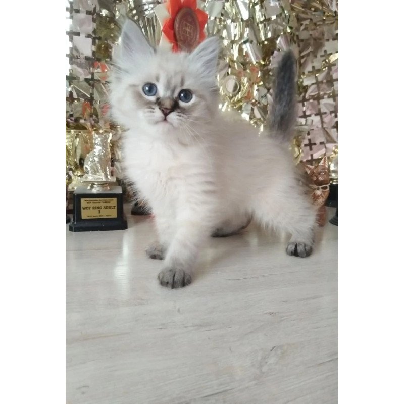 Siberian REZ Holli