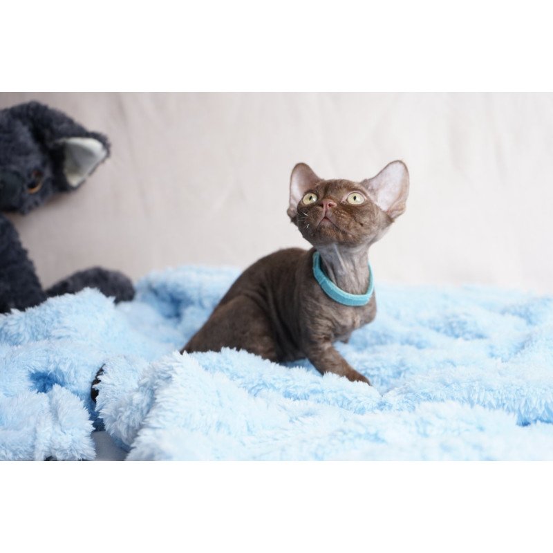 Devon Rex NOV Makar