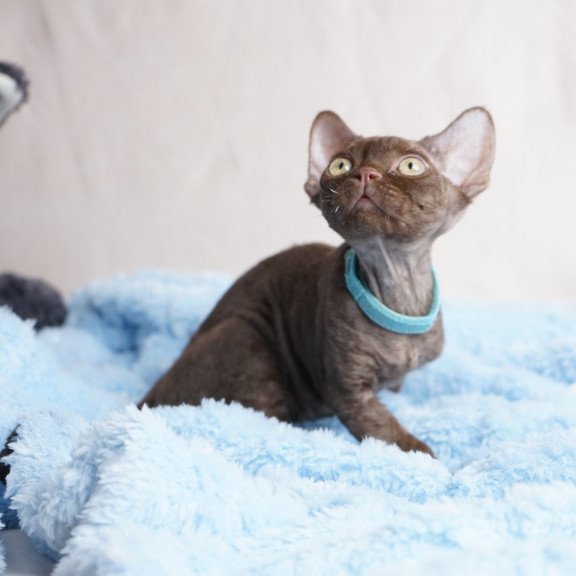 Devon Rex NOV Makar