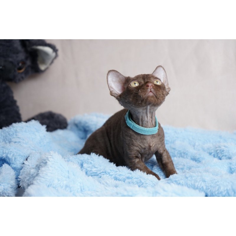 Devon Rex NOV Makar