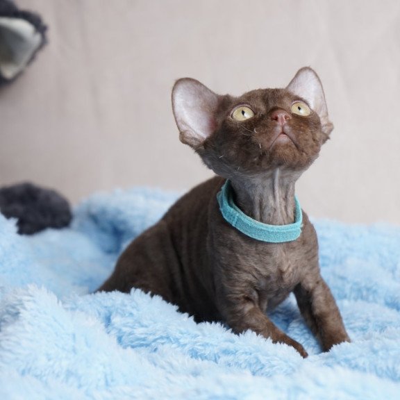 Devon Rex NOV Makar