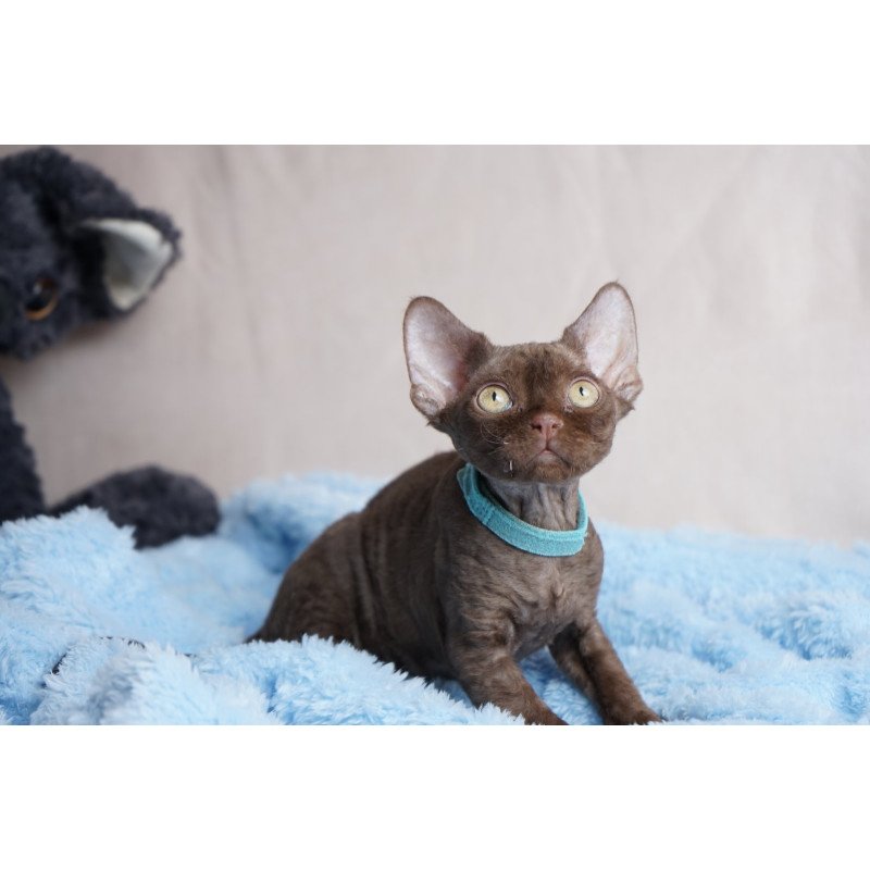 Devon Rex NOV Makar