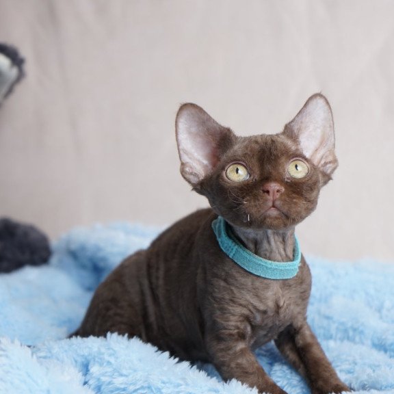 Devon Rex NOV Makar