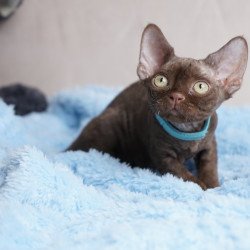 Devon Rex NOV Makar