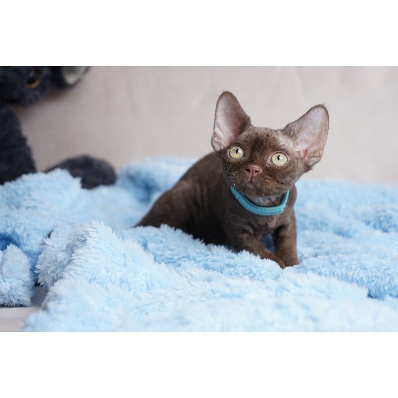 Devon Rex NOV Makar