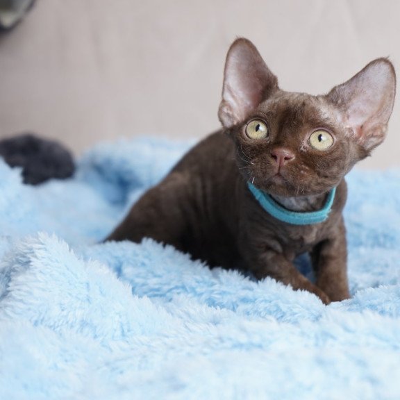 Devon Rex NOV Makar