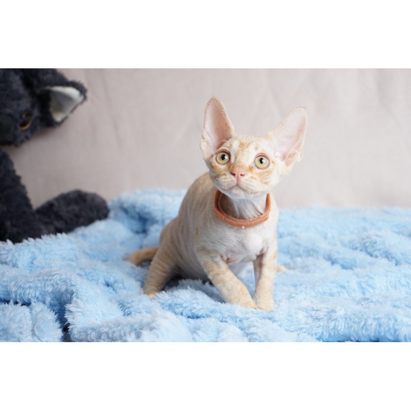 Devon Rex NOV Leo