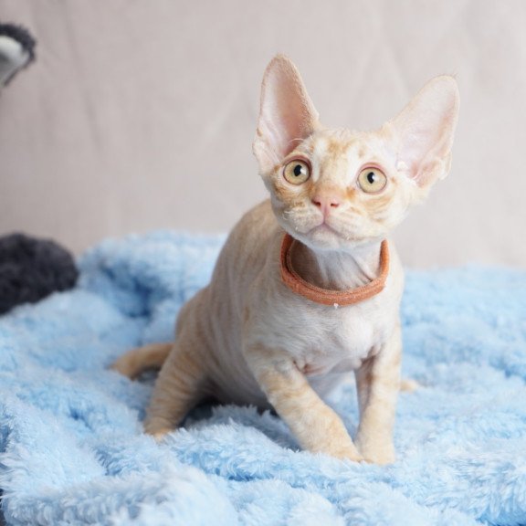Devon Rex NOV Leo