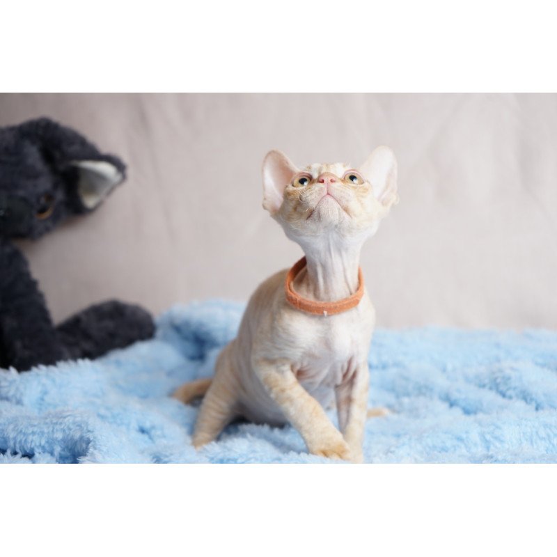 Devon Rex NOV Leo