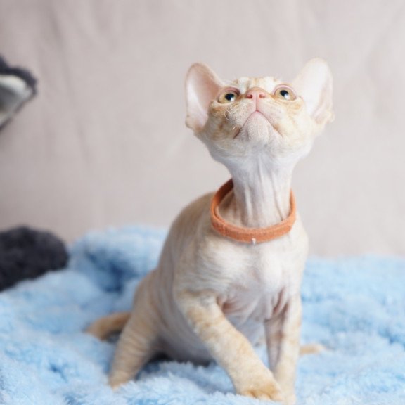 Devon Rex NOV Leo
