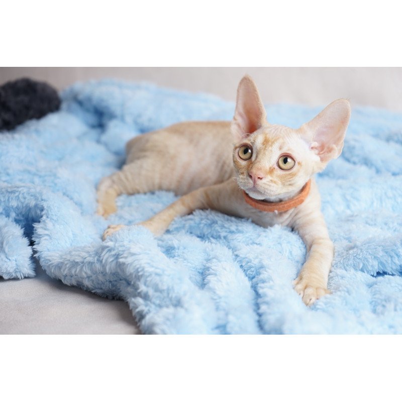 Devon Rex NOV Leo