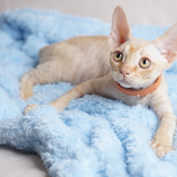 Devon Rex NOV Leo