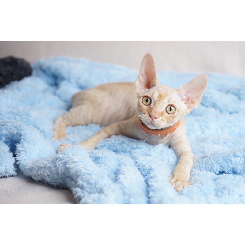 Devon Rex NOV Leo