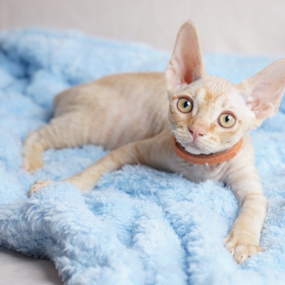 Devon Rex NOV Leo