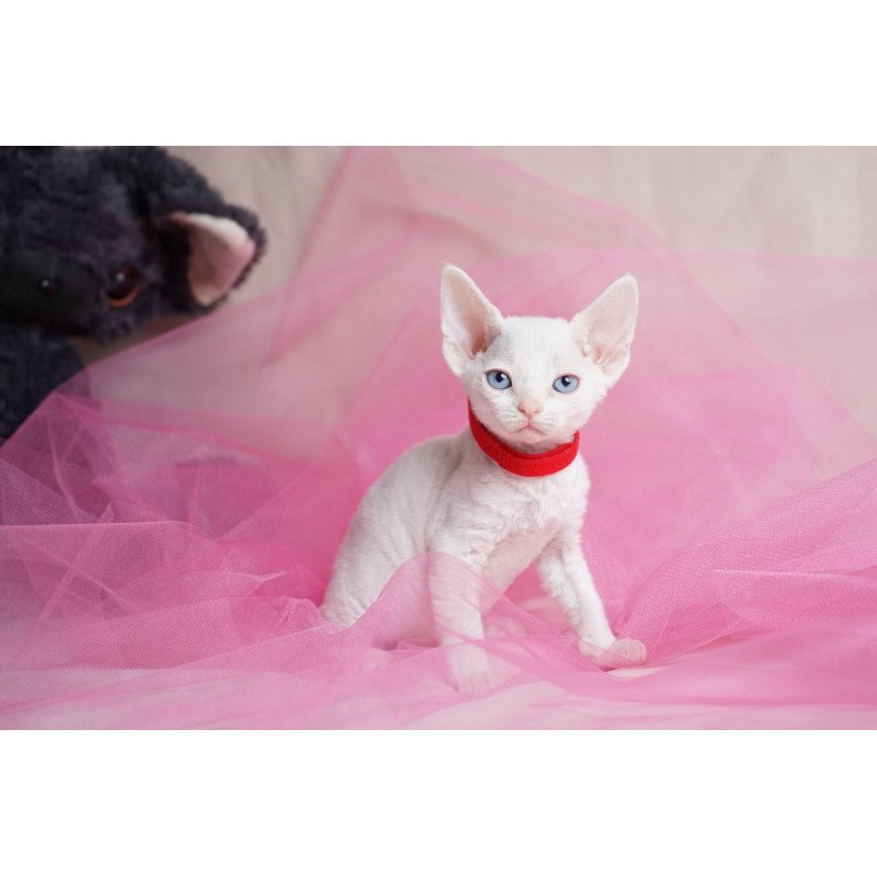 Devon Rex NOV Naitiri