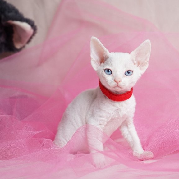 Devon Rex NOV Naitiri