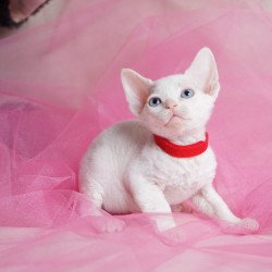 Devon Rex NOV Naitiri
