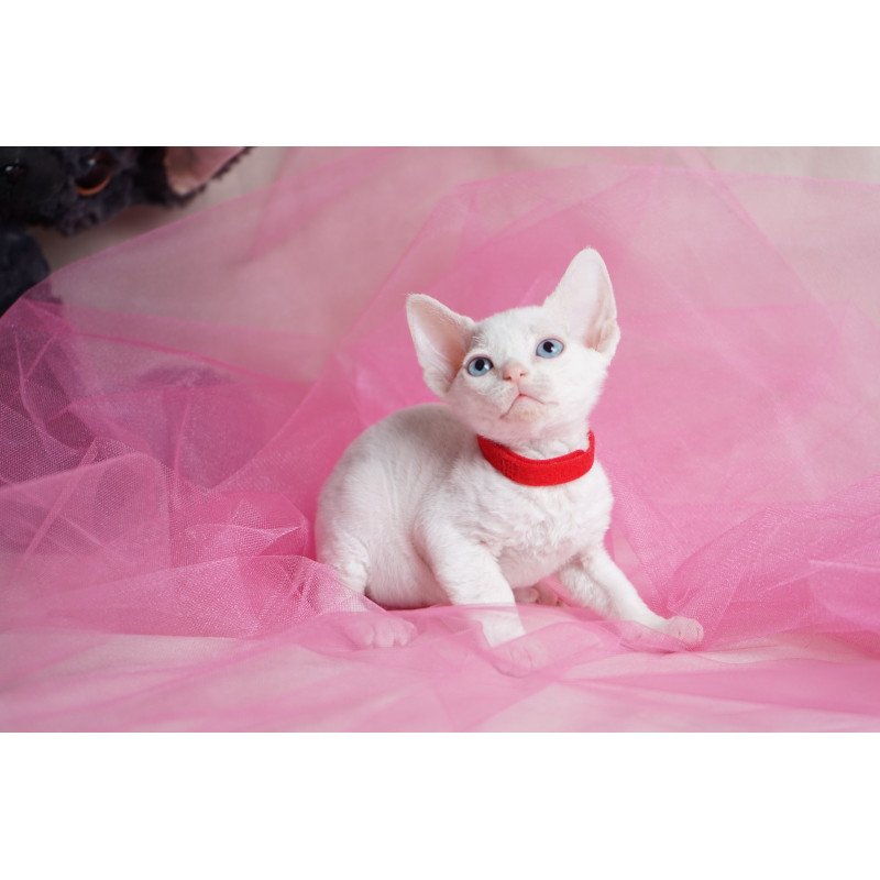 Devon Rex NOV Naitiri