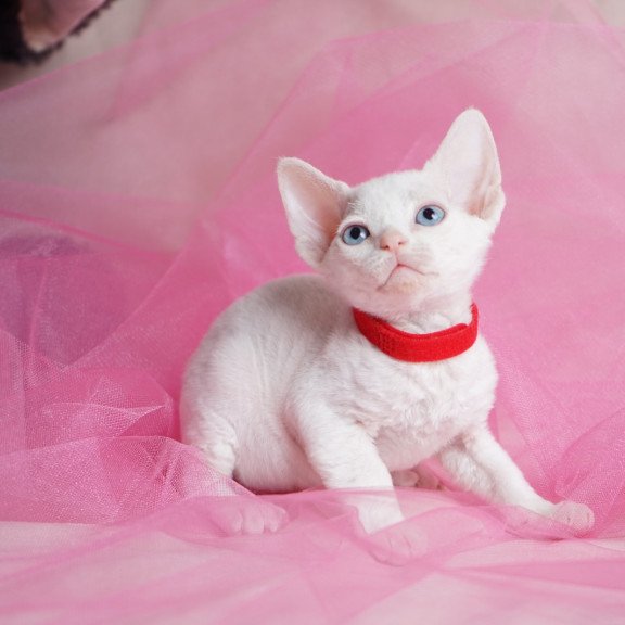 Devon Rex NOV Naitiri