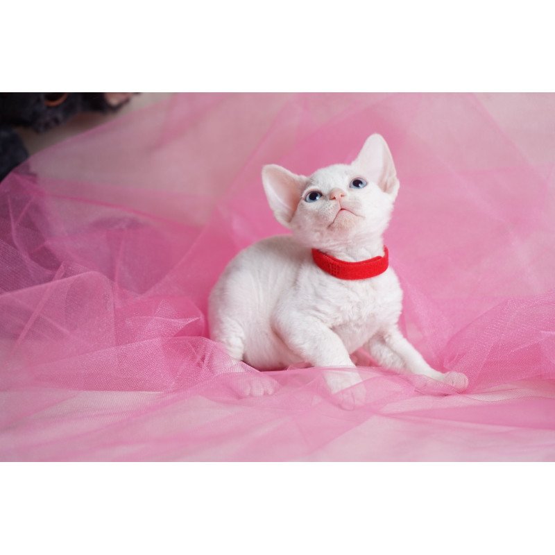 Devon Rex NOV Naitiri