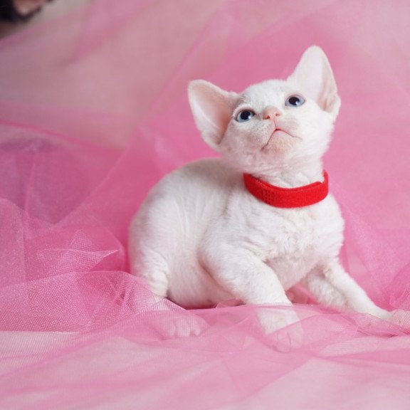 Devon Rex NOV Naitiri