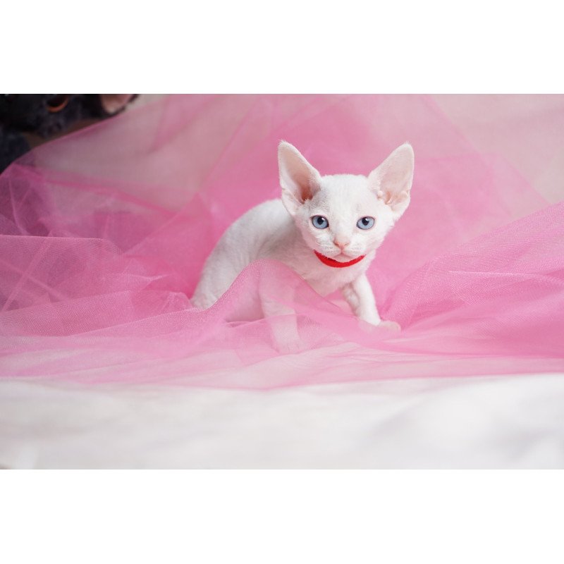 Devon Rex NOV Naitiri