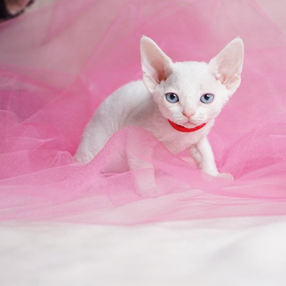Devon Rex NOV Naitiri