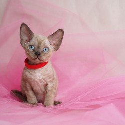 Devon Rex NOV Naila