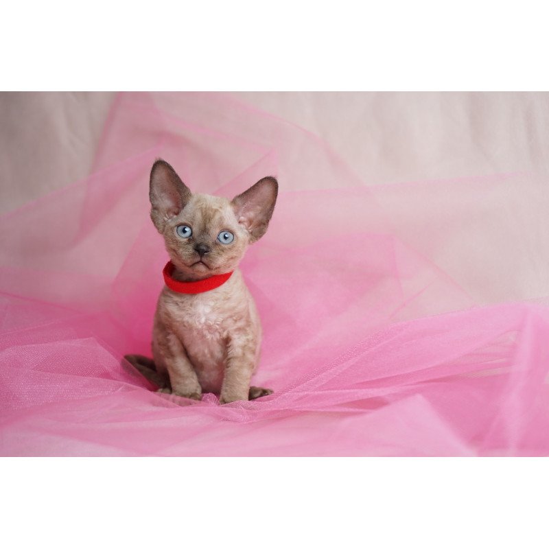 Devon Rex NOV Naila