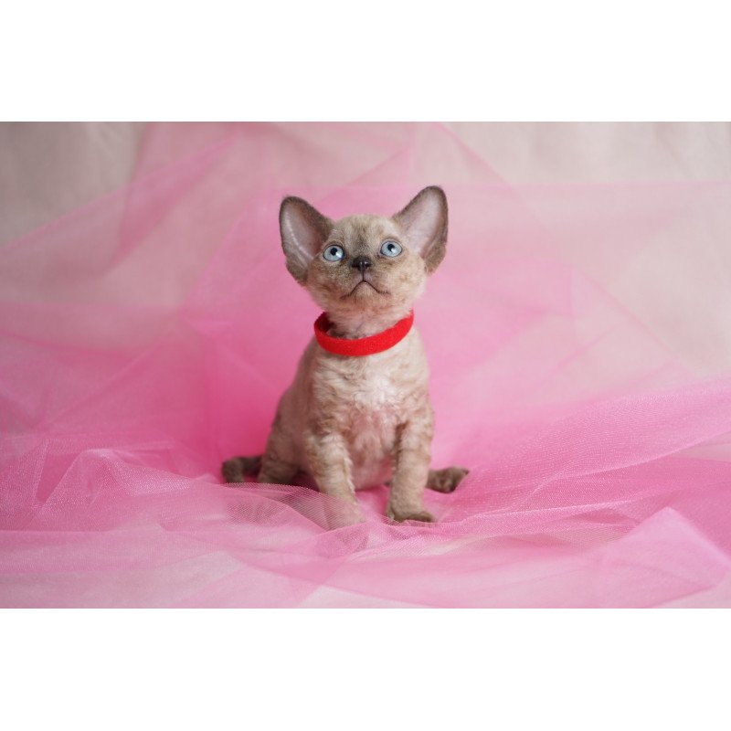 Devon Rex NOV Naila