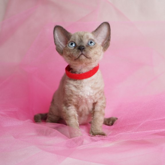 Devon Rex NOV Naila