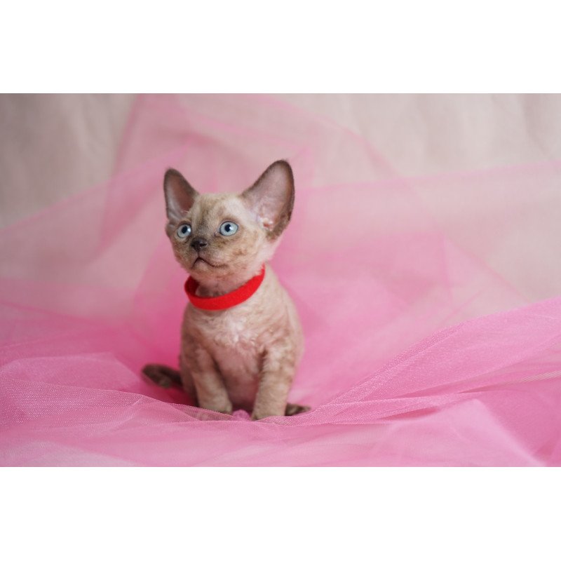 Devon Rex NOV Naila