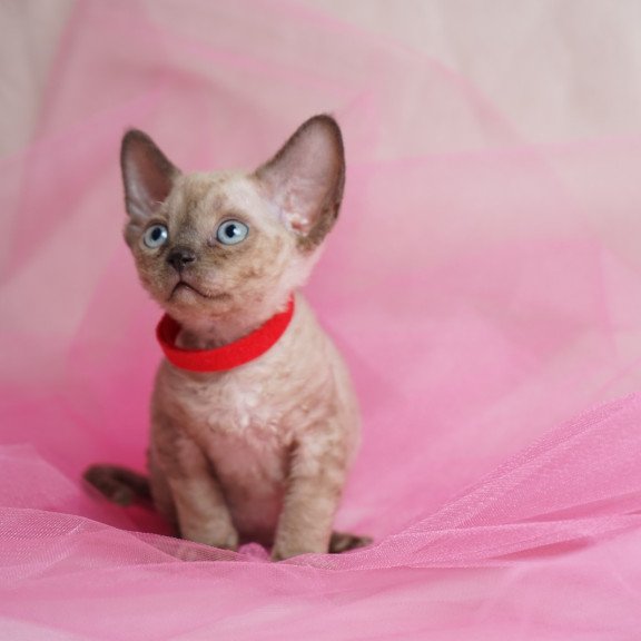 Devon Rex NOV Naila