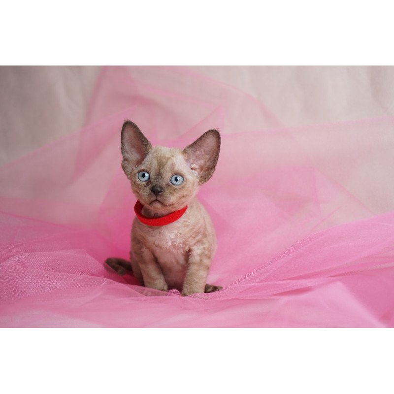 Devon Rex NOV Naila
