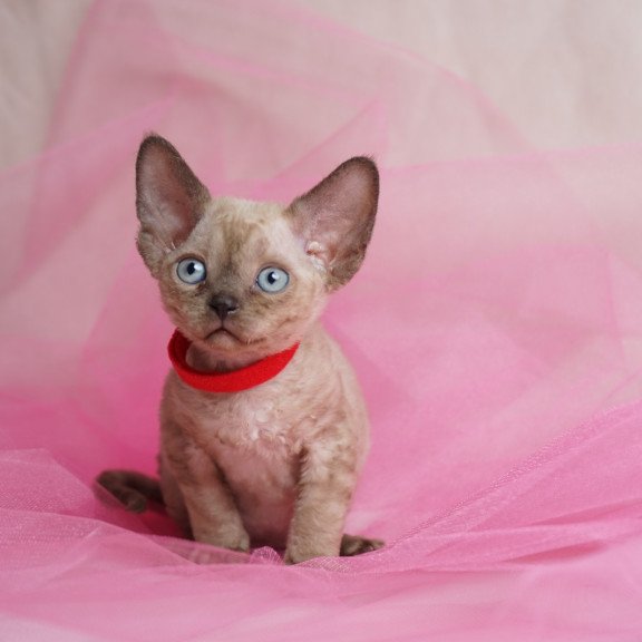 Devon Rex NOV Naila