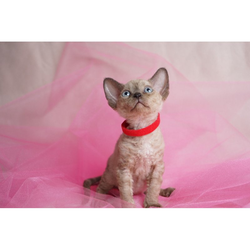 Devon Rex NOV Naila