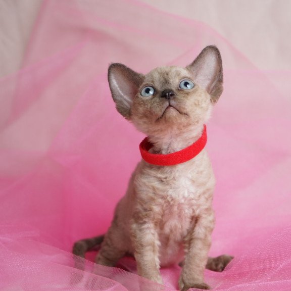 Devon Rex NOV Naila