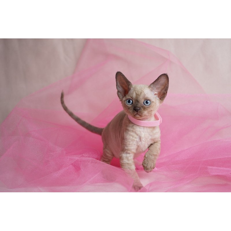 Devon Rex NOV Nona
