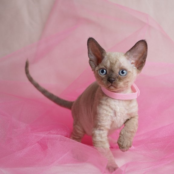 Devon Rex NOV Nona