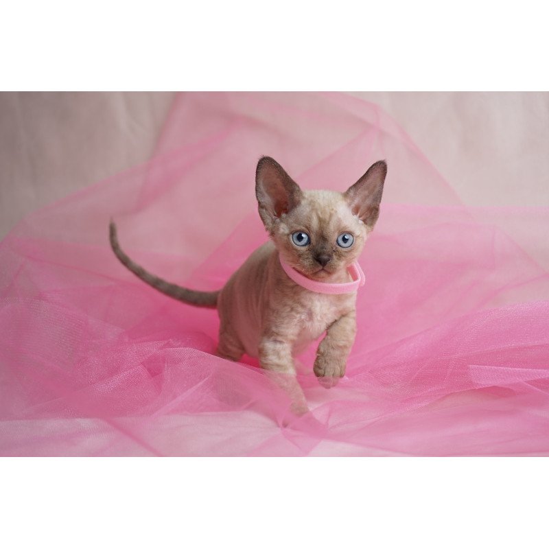 Devon Rex NOV Nona