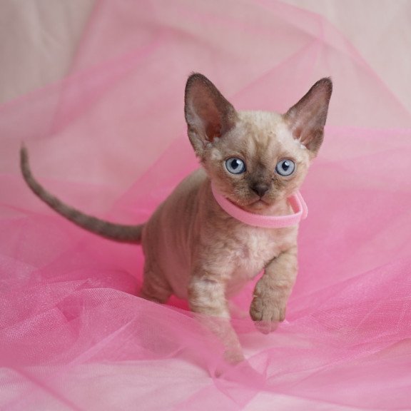 Devon Rex NOV Nona