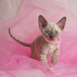 Devon Rex NOV Nona