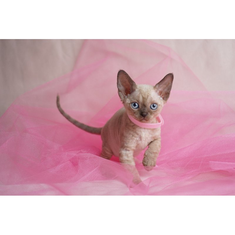 Devon Rex NOV Nona
