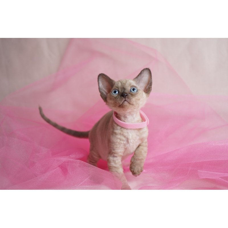 Devon Rex NOV Nona