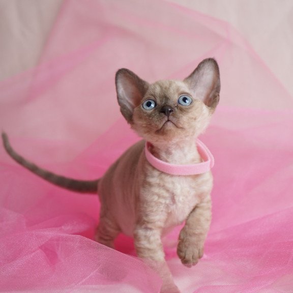 Devon Rex NOV Nona