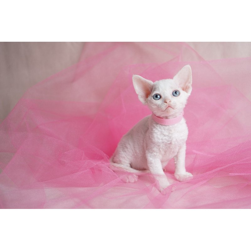 Devon Rex NOV Nika