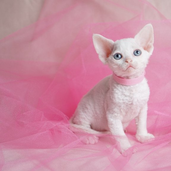 Devon Rex NOV Nika