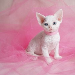Devon Rex NOV Nika
