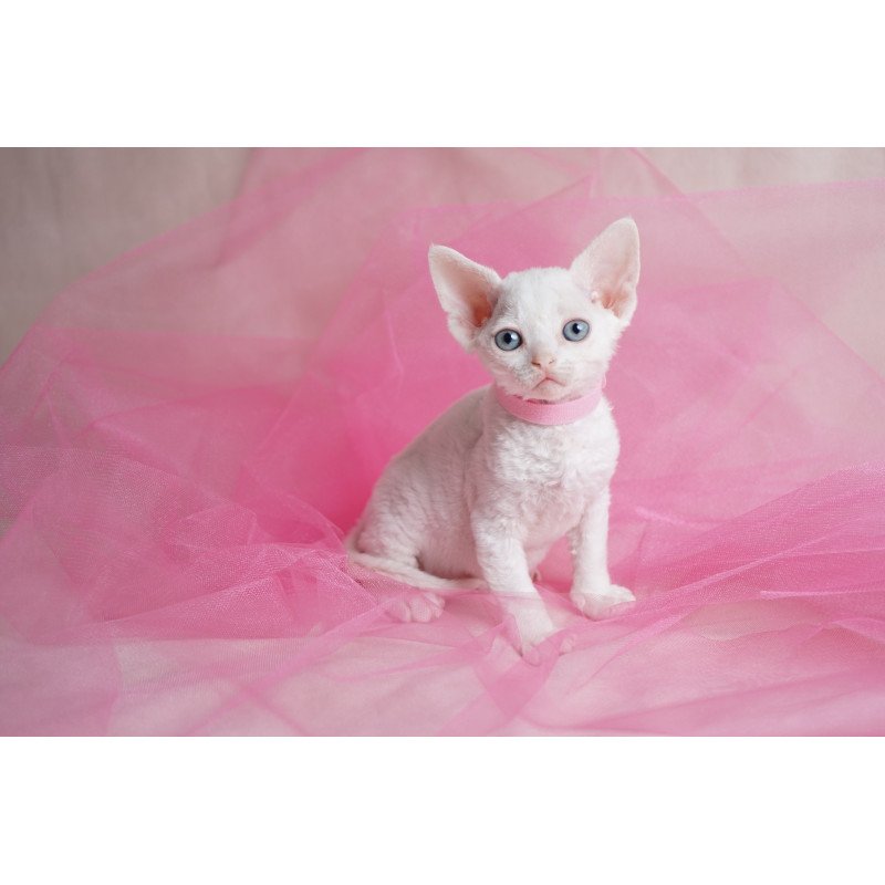 Devon Rex NOV Nika